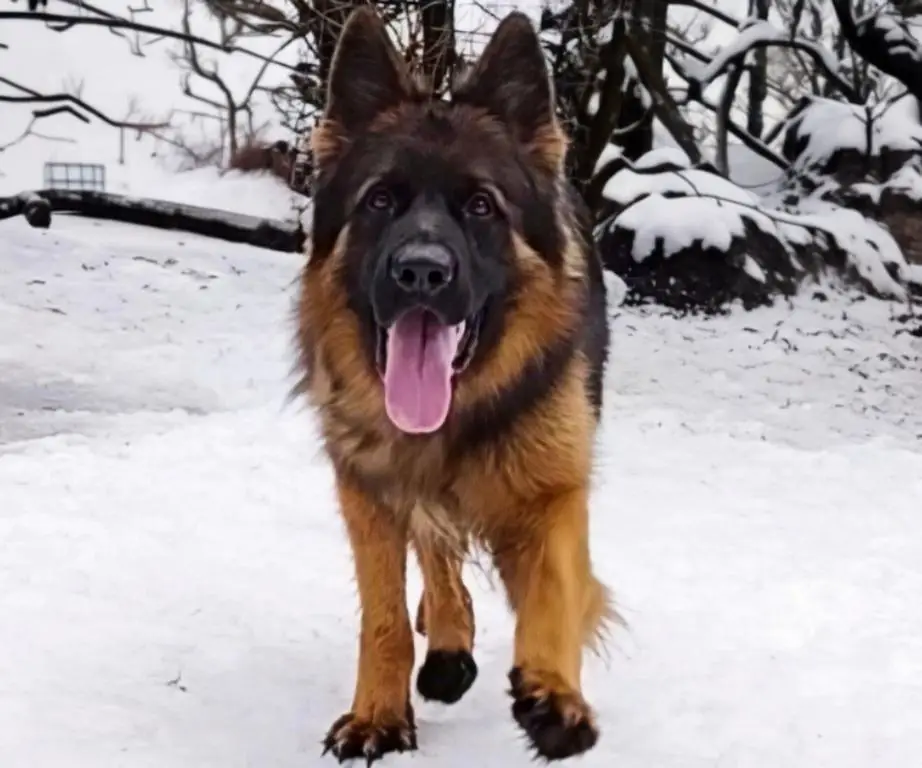 Top long hair male SG4 BSZS BSZS son