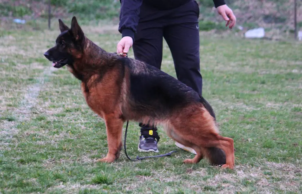 Titled amazing female for sale!