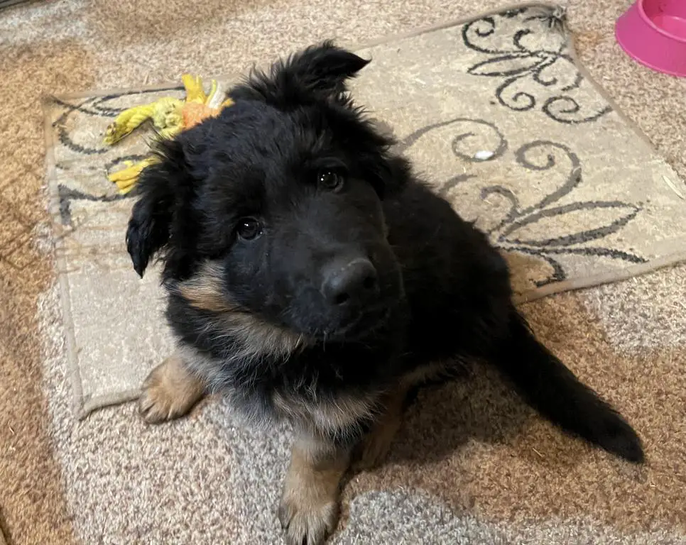 This big girl is going to be gorgeous