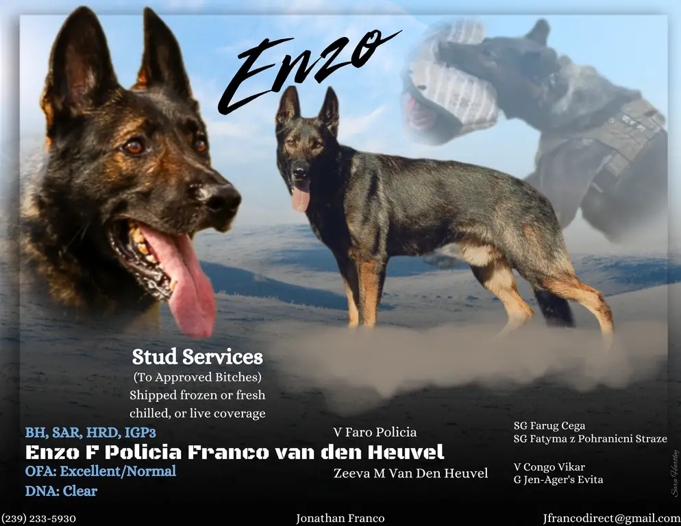 IGP3 Dark Sable German Shepherd Stud