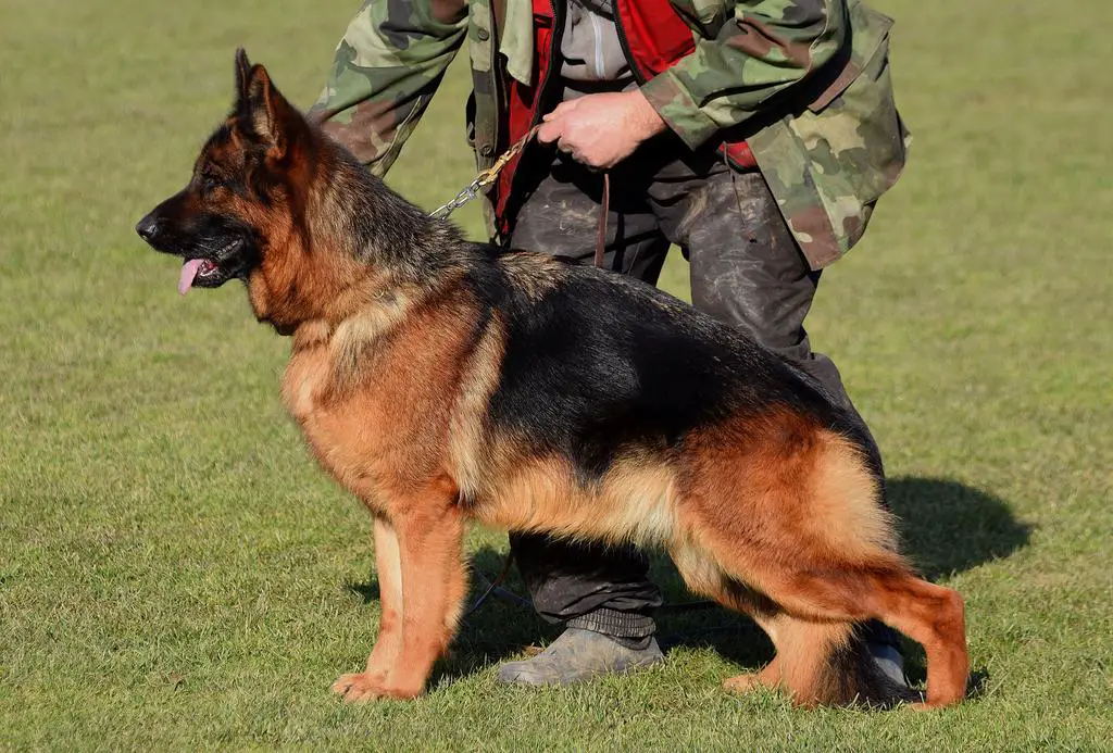 2xVA1 Usher daughter IN HEAT