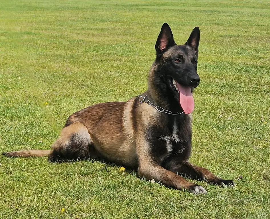 Belgian Malinois male for sale