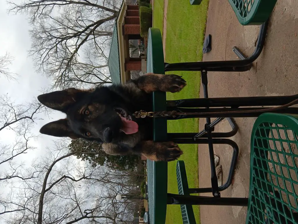 100% DDR.(IMPORT) Blutlines MALE PUP