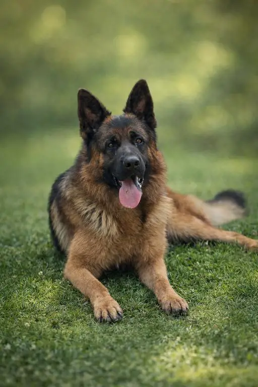 Titled male for sale