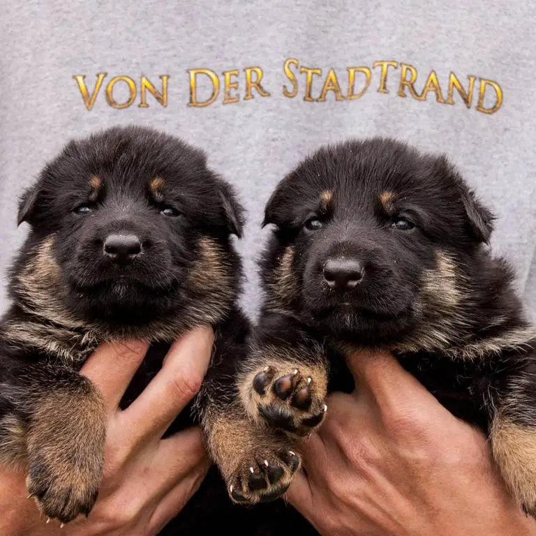 Von der Stadtrand German Shepherds