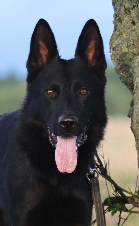 Black male - 2 years, HD + ED 0/0