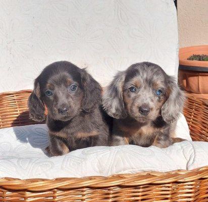Long-haired and short-haired dachshunds