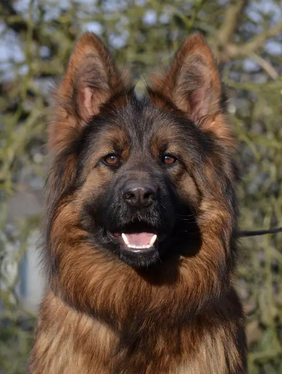 Long coat female due for heat any day