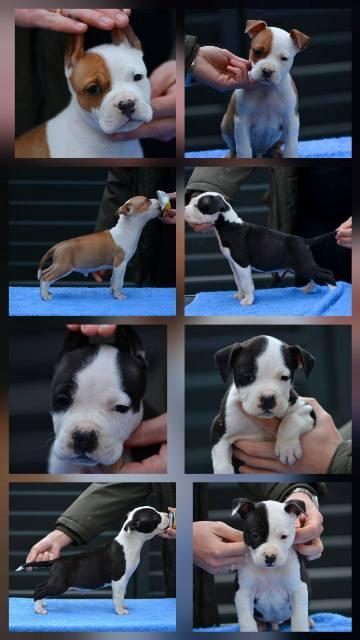 American Staffordshire Terrier puppies