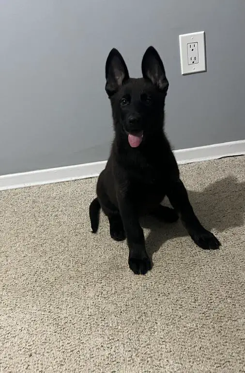 Amazing Pedigree 2 Pups still available