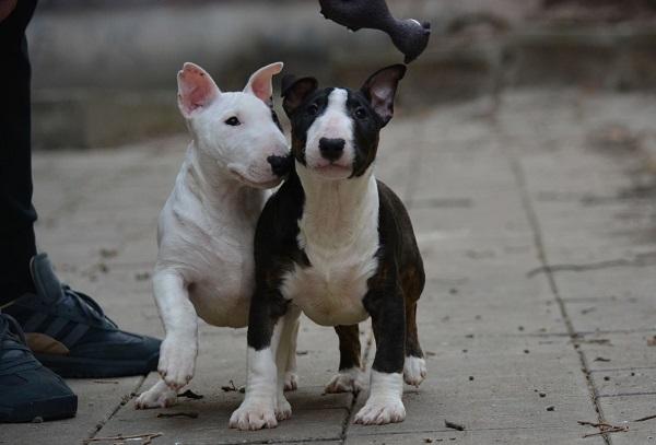 Mini bull terrier