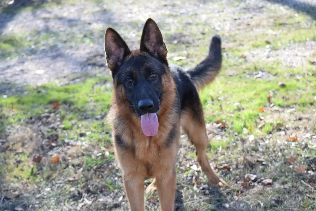 KENNEL REDUCTION - YOUNG ADULTS & ADULTS AVAILABLE