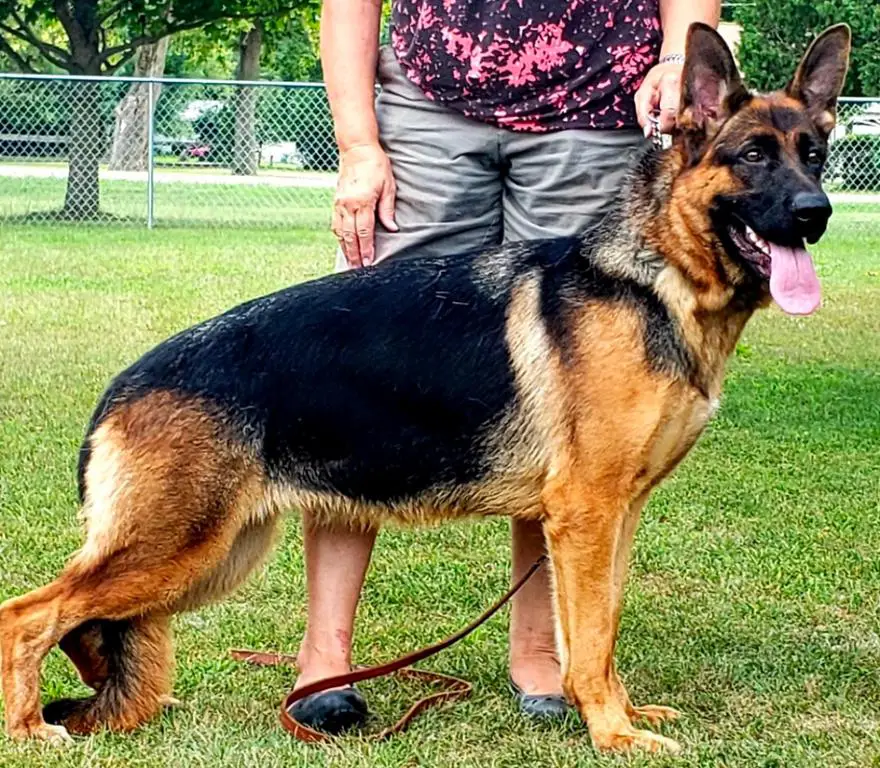 AKC Black & Red Breeding Female