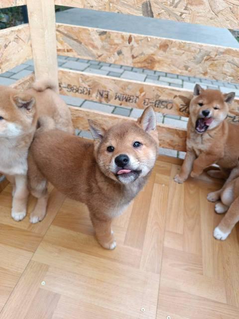 Shiba Inu puppies