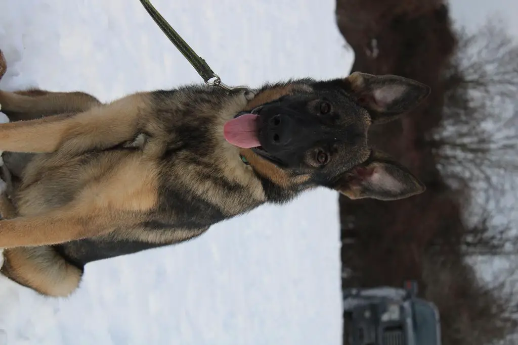 Female available 1 year old