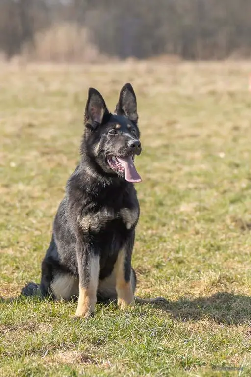 Czech GSD DDR females