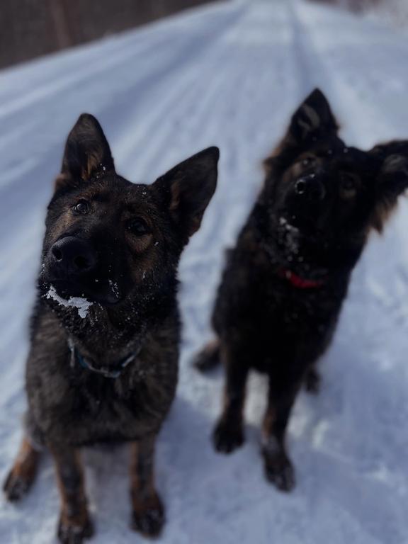 Working Line Females- excellent working prospects