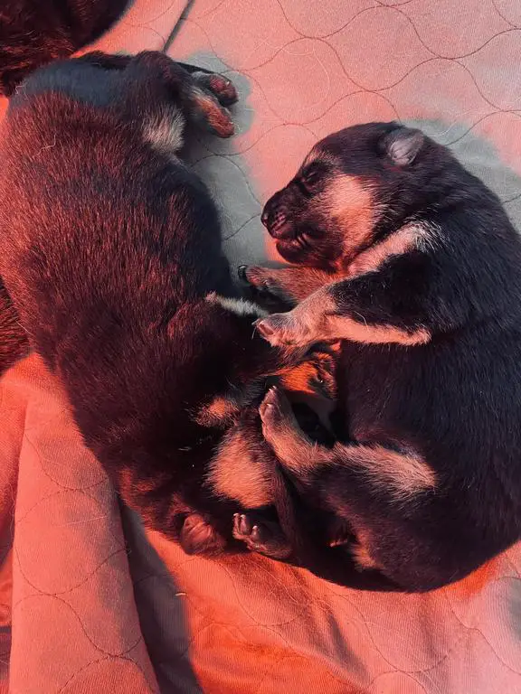 Working Line Puppies in Upstate New York!