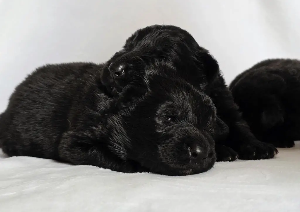 Solid black long coat puppies