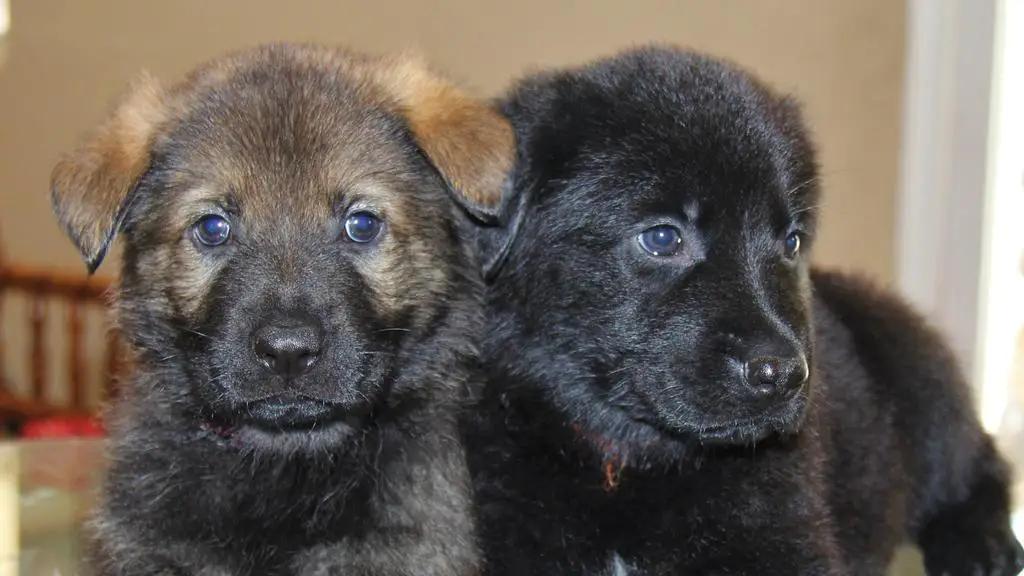 Working lines German shepherd pups