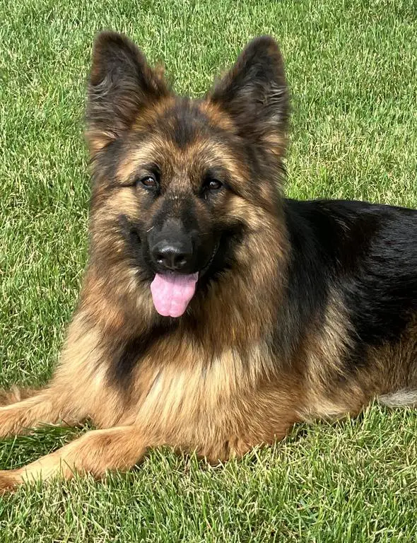 In Heat Now, Proven Long Coat Import