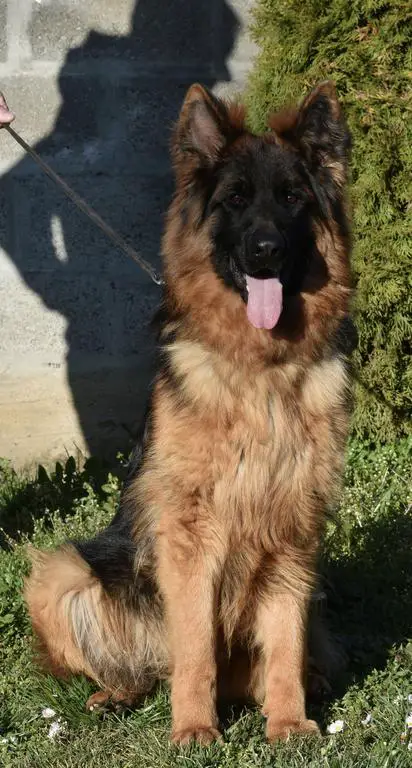 9 months old VA4 Sam Dakota son