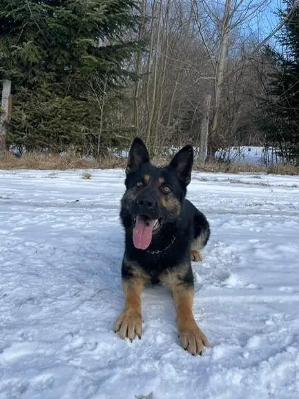 working line stud dog