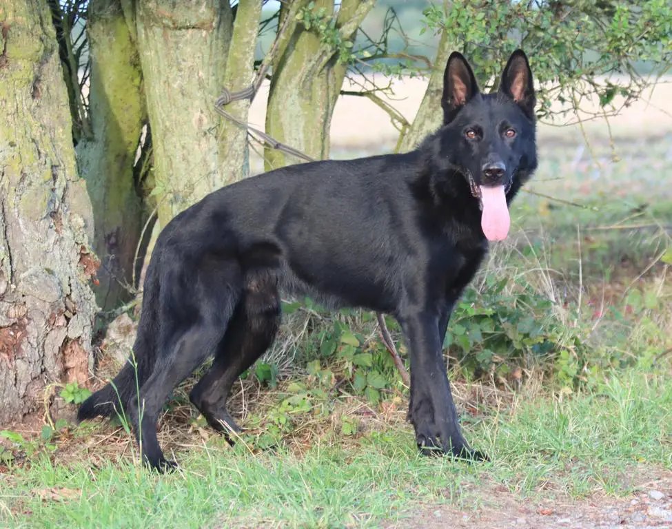 Black male - personal protection,sport,breeding