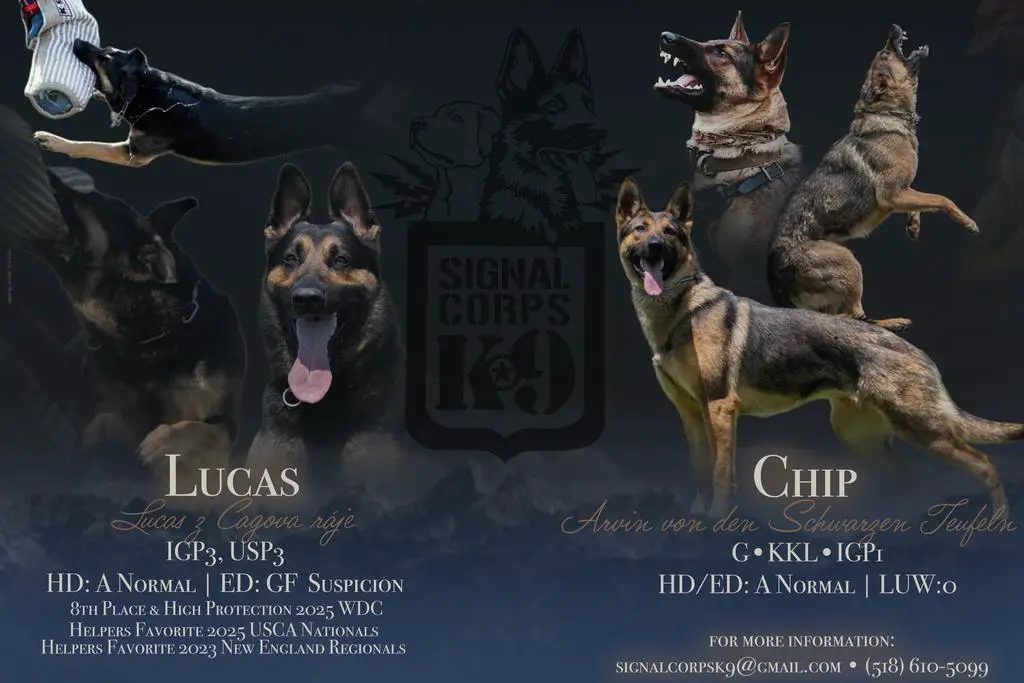 Puppies for Sale in NY