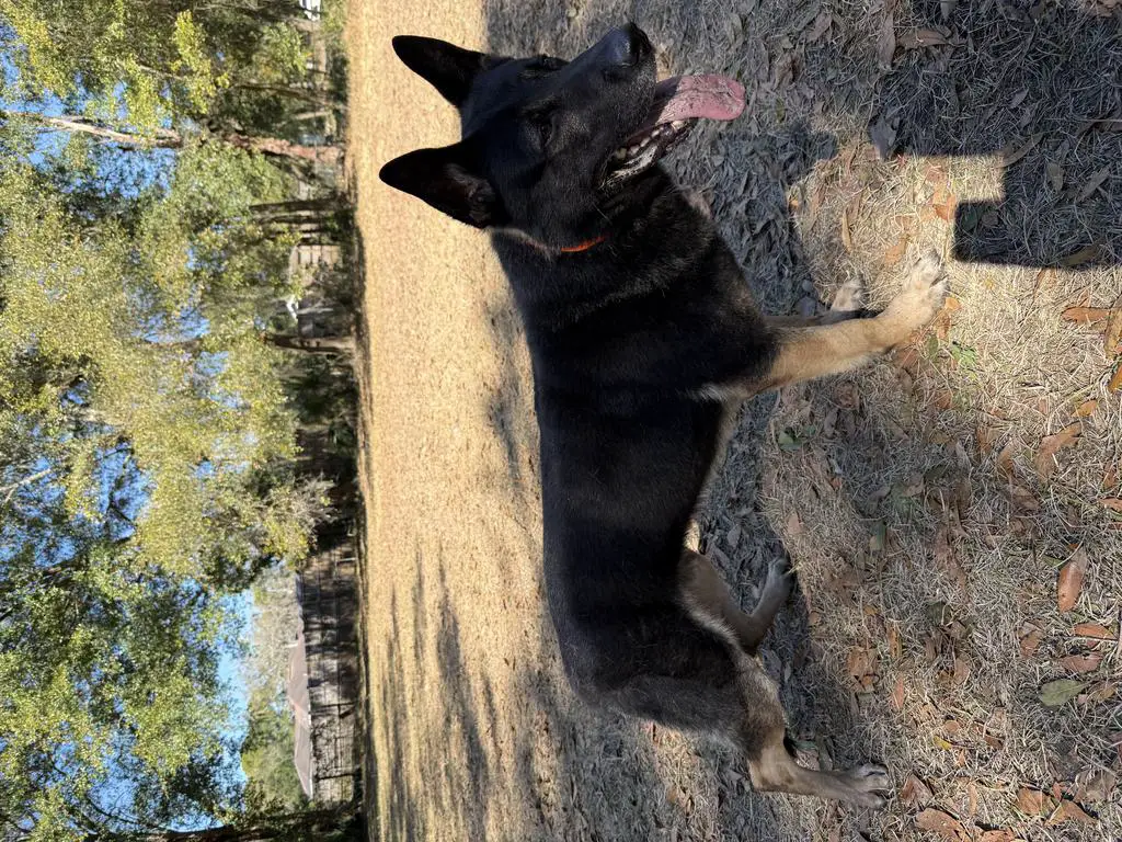 Powerful & Dominant German stud IGP3