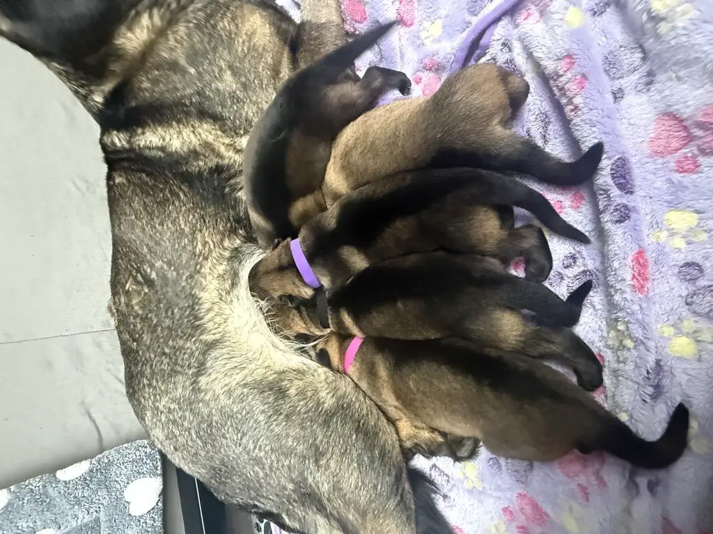 Working line GSD litter
