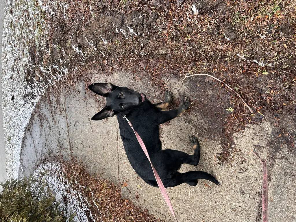 Bi Colour Male Family or Sport