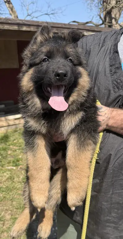 Male Showline puppy