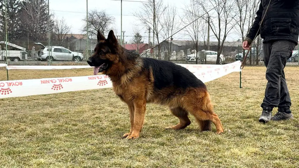 TOP MALE - SON VA3 BSZS Quantum vom Schonen Rosen