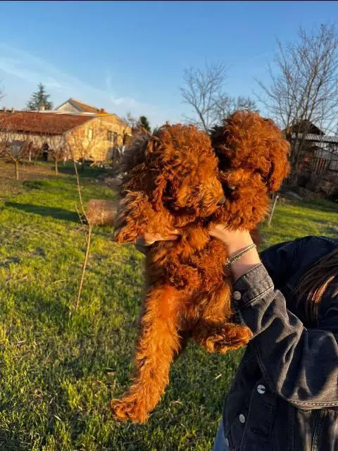 Red mini poodles