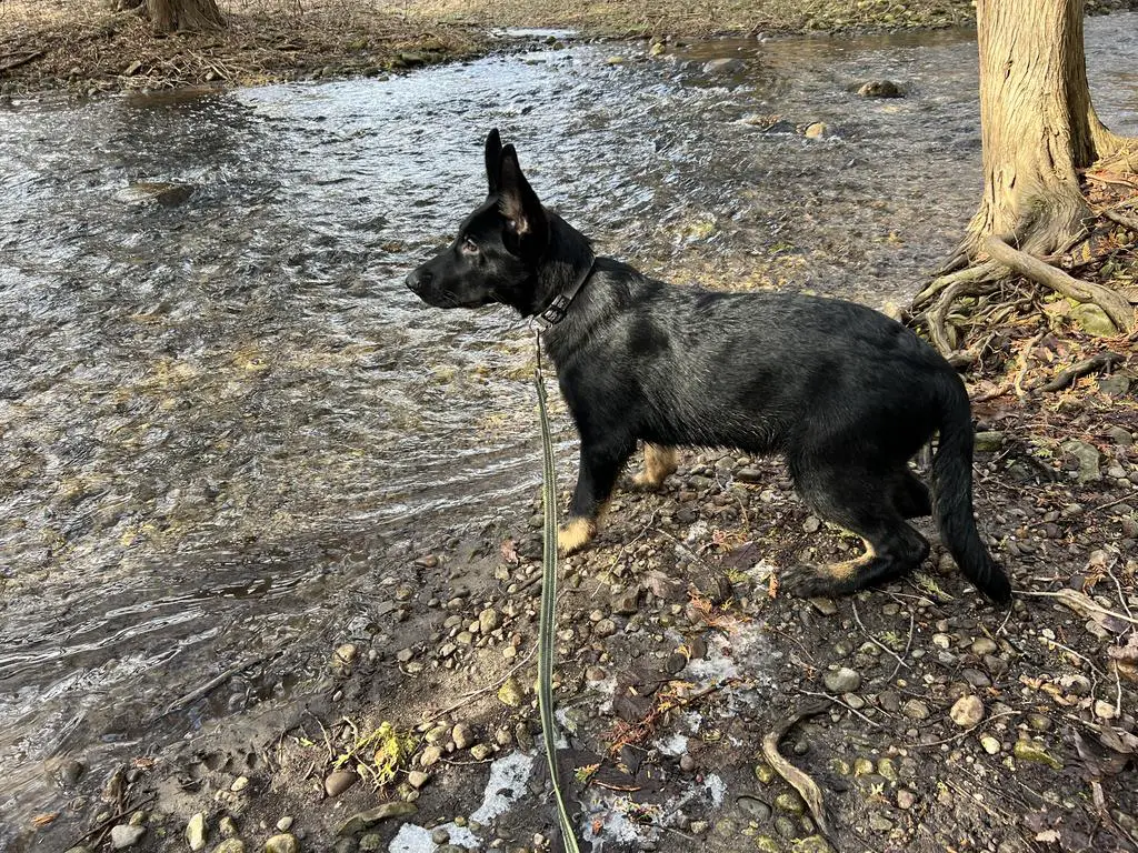 Two Bi Colour Males Available