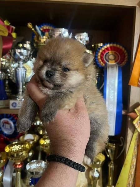 Pomeranian, top quality puppies