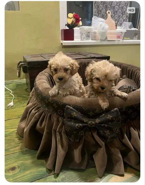 Extra small toy poodles