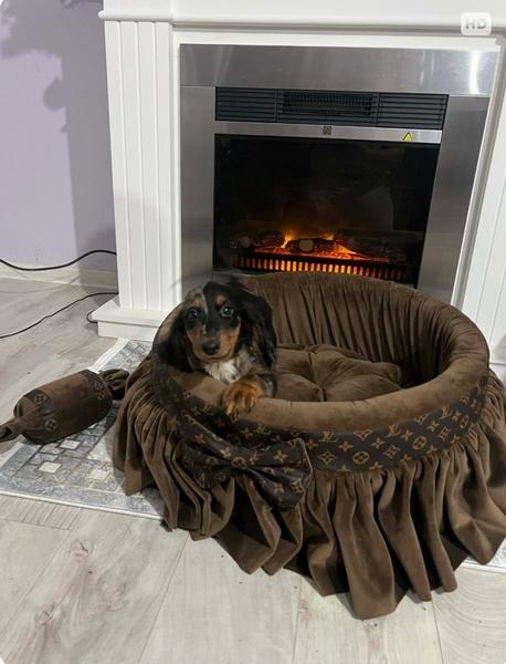 Dwarf Longhaired Dachshund, Merle Female