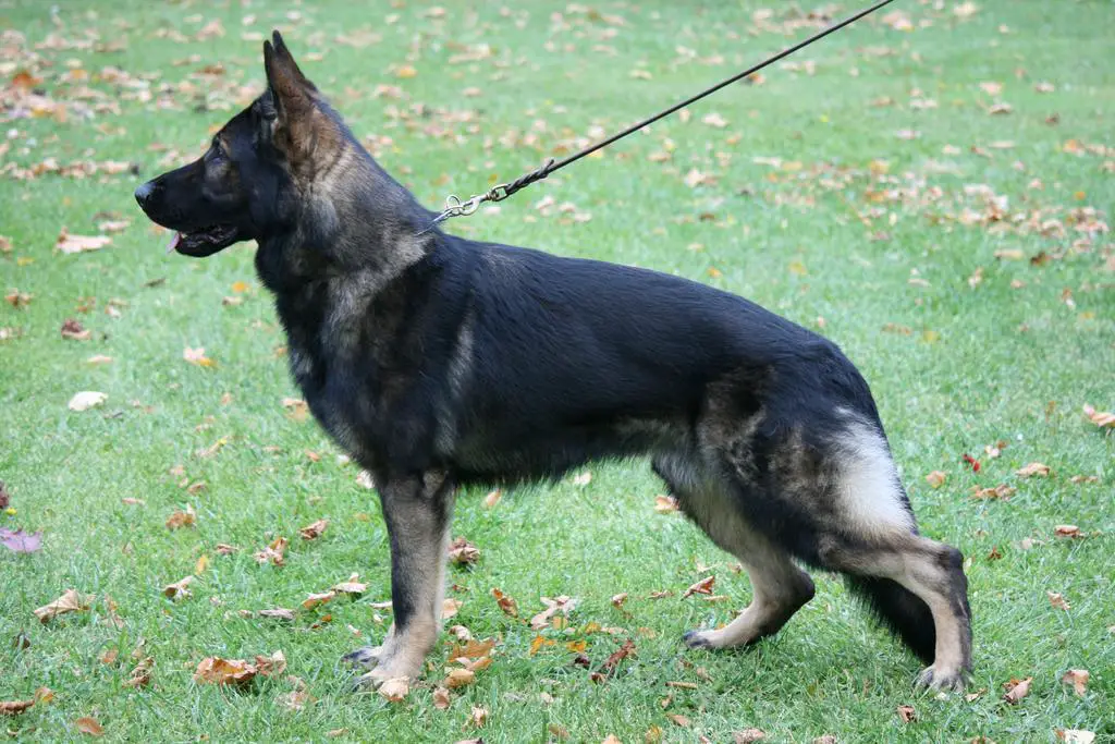 Chuck Felones's son for sale