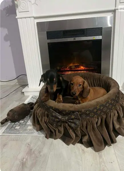 Short-haired Dachshunds