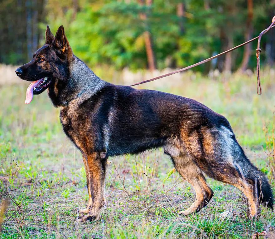 Policia Slovakia male for sale!