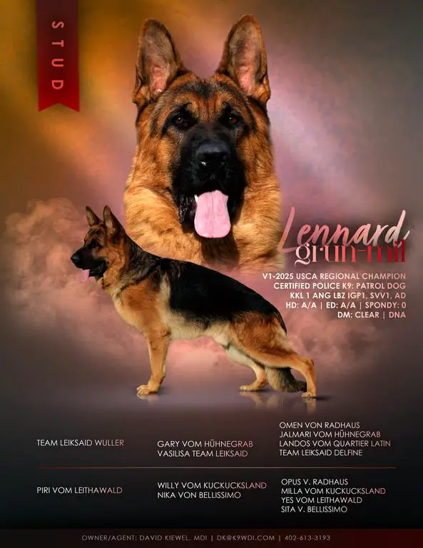 V Rated Show Line Stud in NY