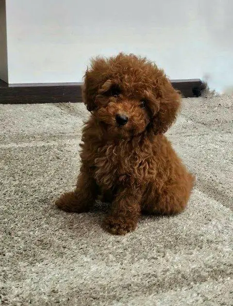 Toy poodle puppies