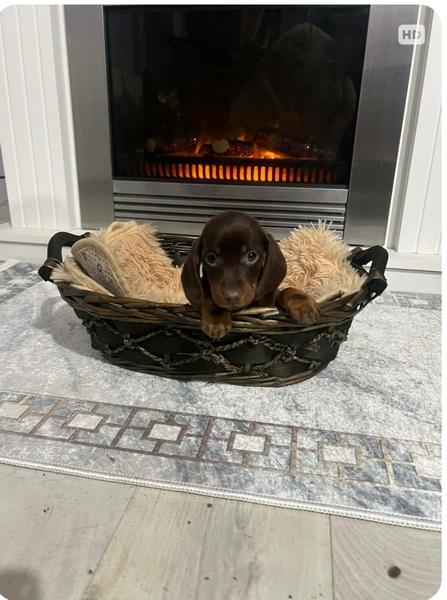 Dwarf Shorthair Dachshunds Extra Mini