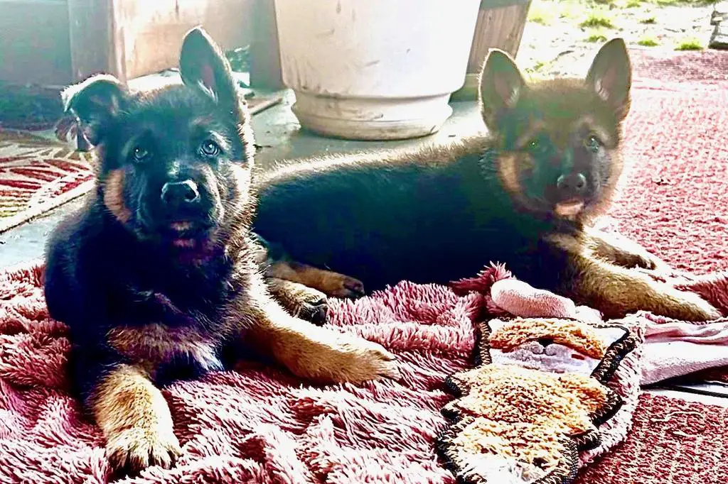 2 Male puppies 100% German lines!