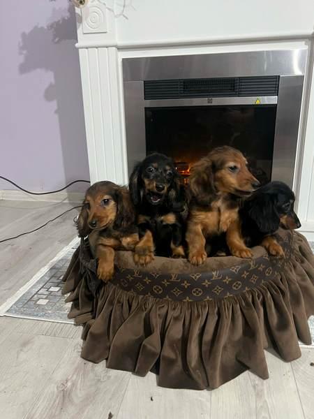 Long-haired dwarf dachshund puppies