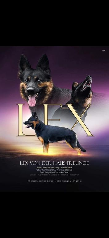 AKC 100% East German DDR Shepherd Puppies