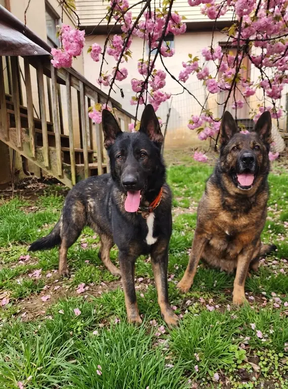 $1200 Dark Sable Intact Male 17 months