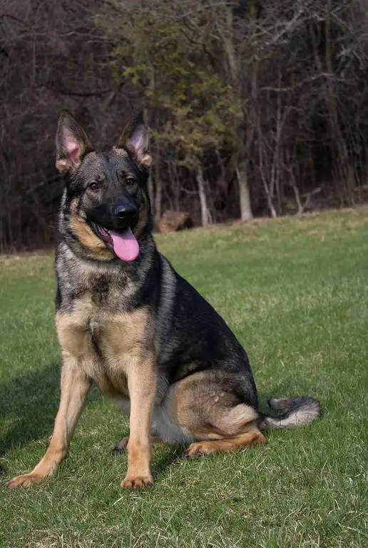 1 Year Old Female Available DM clear Nice Pedigree